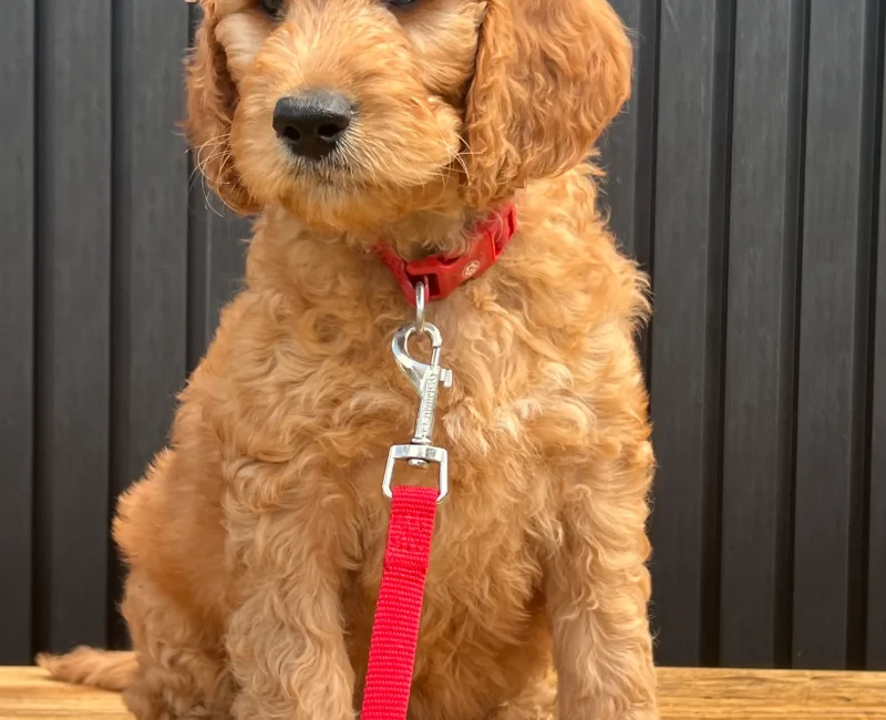 irish oodle australia