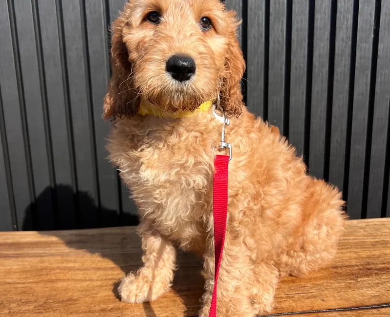 irish oodle australia